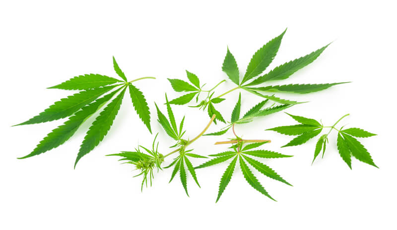 efeito entourage cannabis