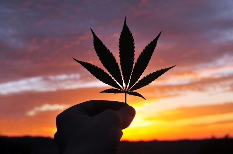 efeito entourage cbd