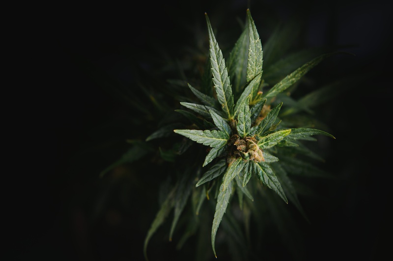 como ocorreu a historia da cannabis