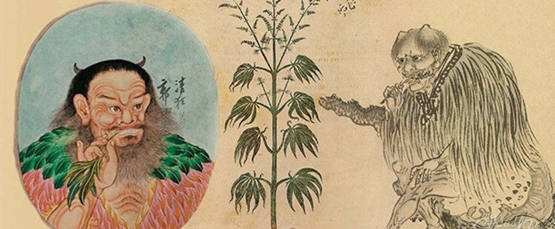 historia cannabis