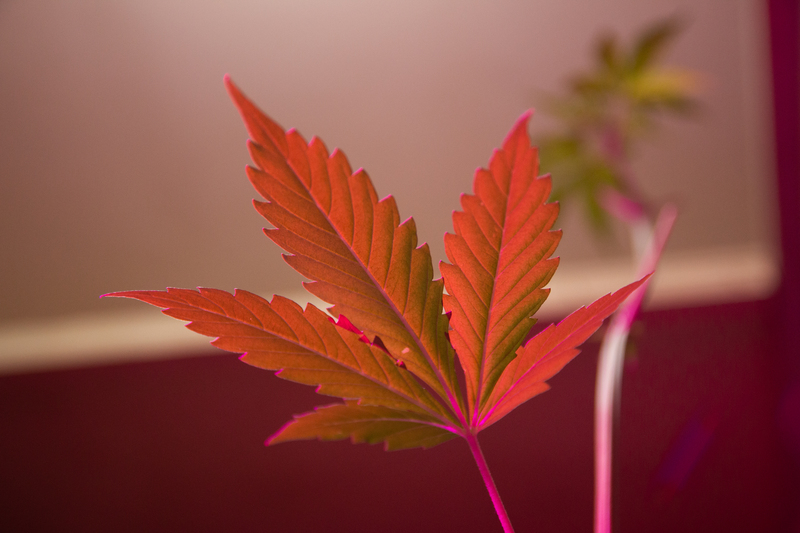 historia da cannabis como surgiu