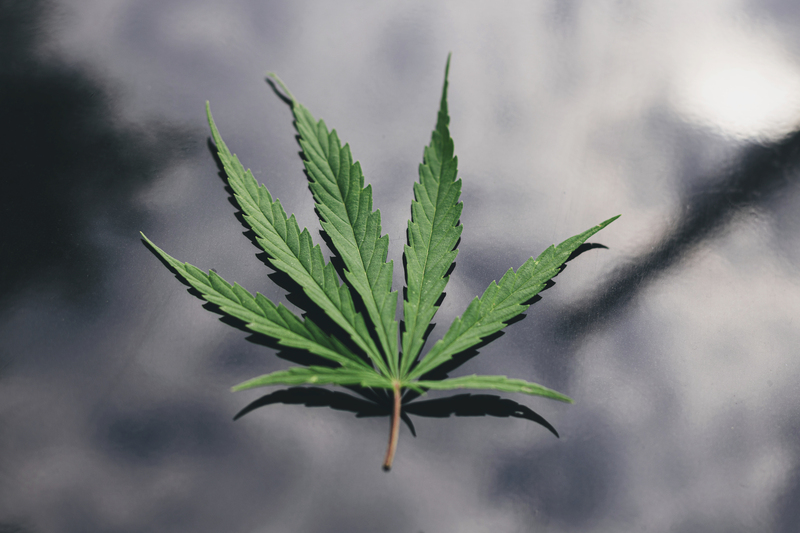 historia da cannabis curiosidades