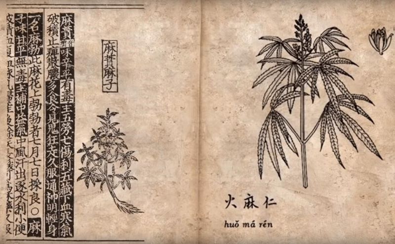historia da cannabis na china