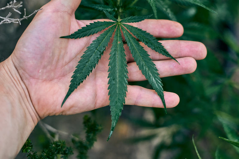 historia da cannabis no mundo