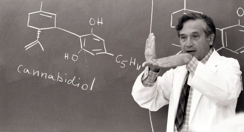 historia da cannabis raphael mechoulam