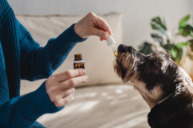 uso do canabidiol no tratamento de doencas cachorro