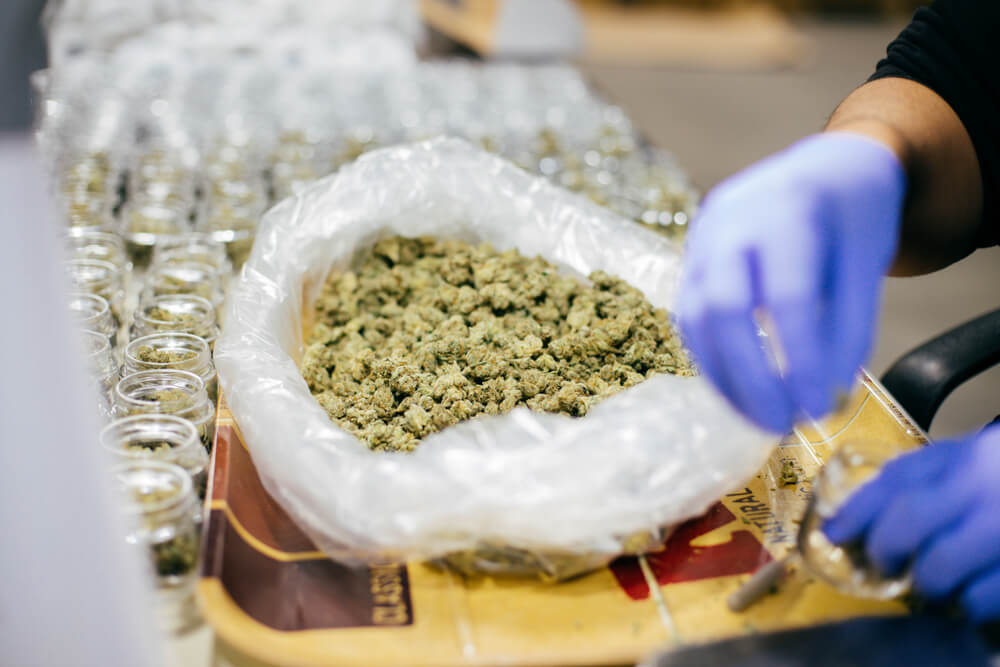 Cannabis Medicinal tratamentos medicamentos tradicionais