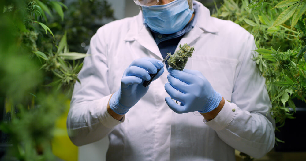 o que e cannabis efeitos