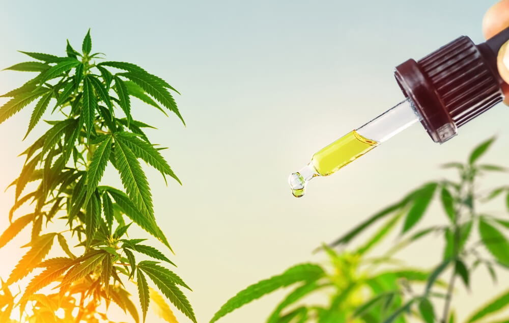 óleo de cannabis extração full spectrum como conseguir
