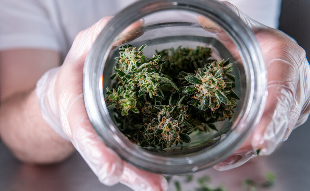 cepa de cannabis strain quais são principais tipos