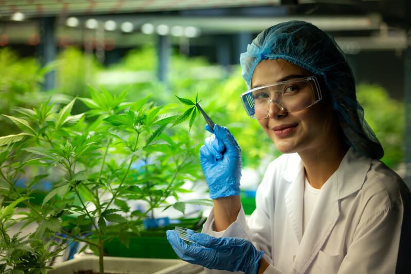 oms cannabis pesquisas