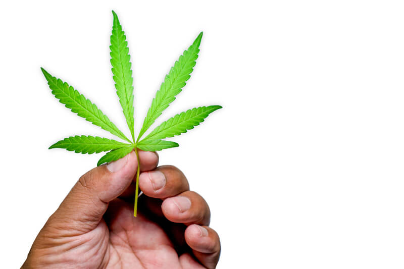 oms cannabis planta