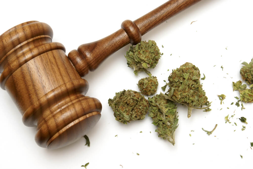 cannabis regulamentação cultivo solo brasileiro tambem foi autorizado