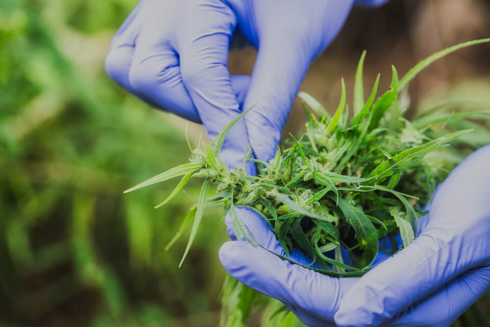 thc medicinal quais sao os efeitos colaterais do uso no organismo