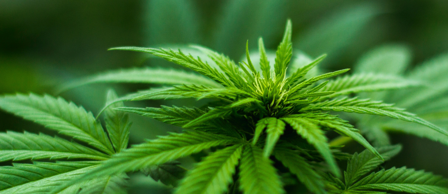 primeira-farmacia-cannabis