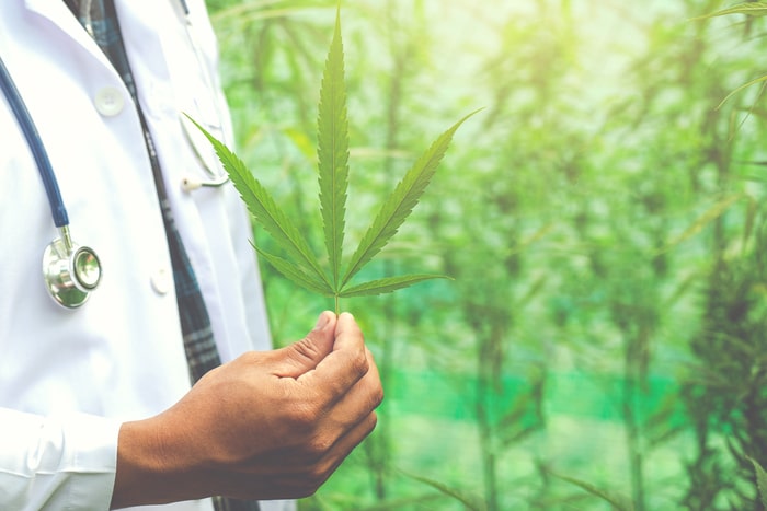 amamentacao e cannabis planta