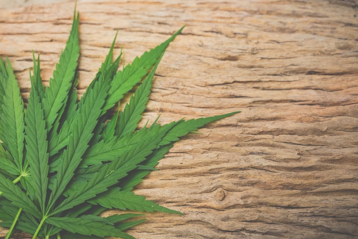 fogachos cannabis