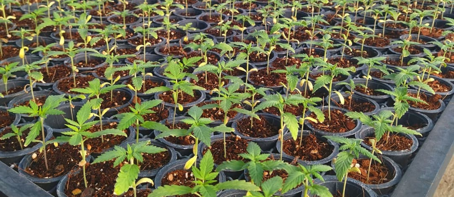 maior-cultivo-cbd