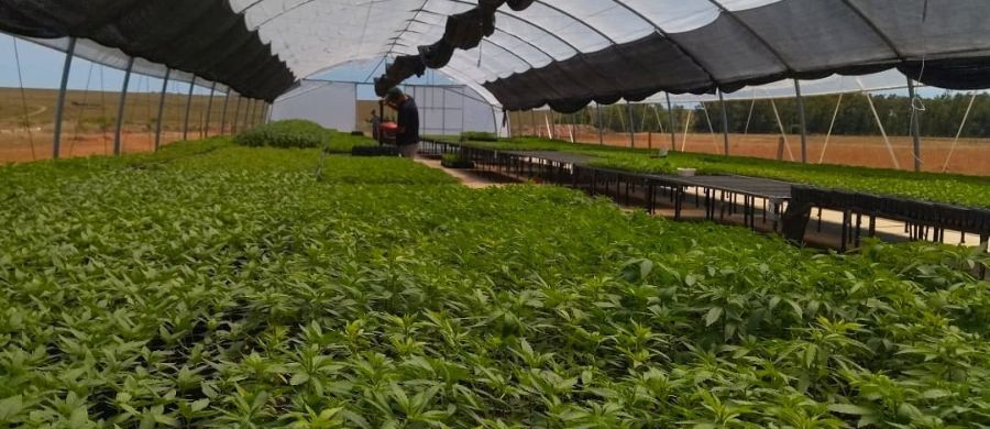 maior-cultivo-cbd