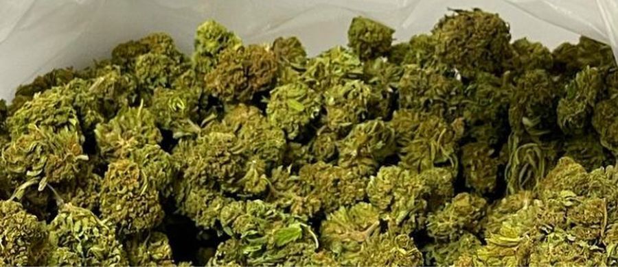 maior-cultivo-cbd