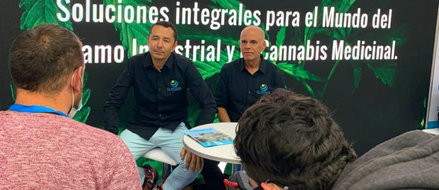 maior-cultivo-cbd