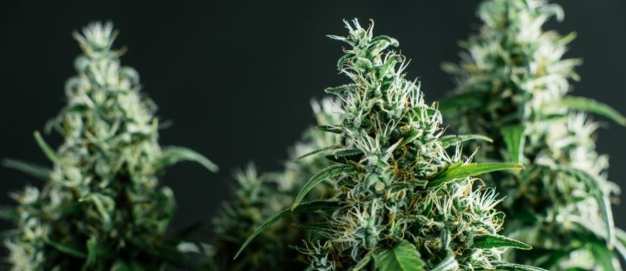 plantar cannabis