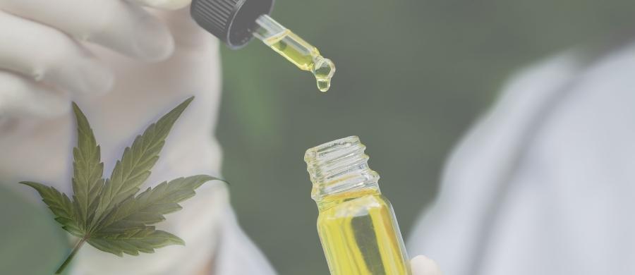 argentina cannabis