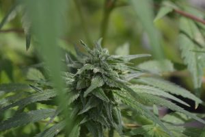 Melhoramento genético da Cannabis
