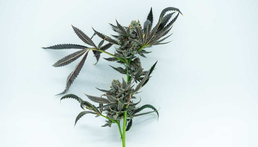 Estudo: CBD e CBG têm efeito antitumoral em tipo de câncer no fígado