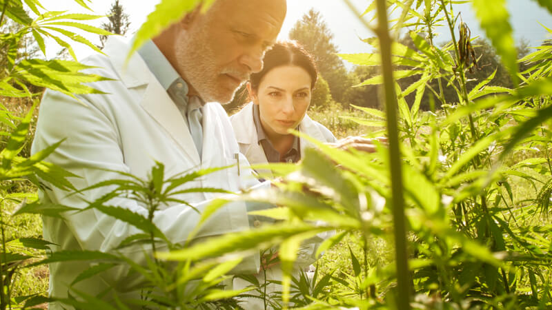beneficios da maconha beneficios cbd oil
