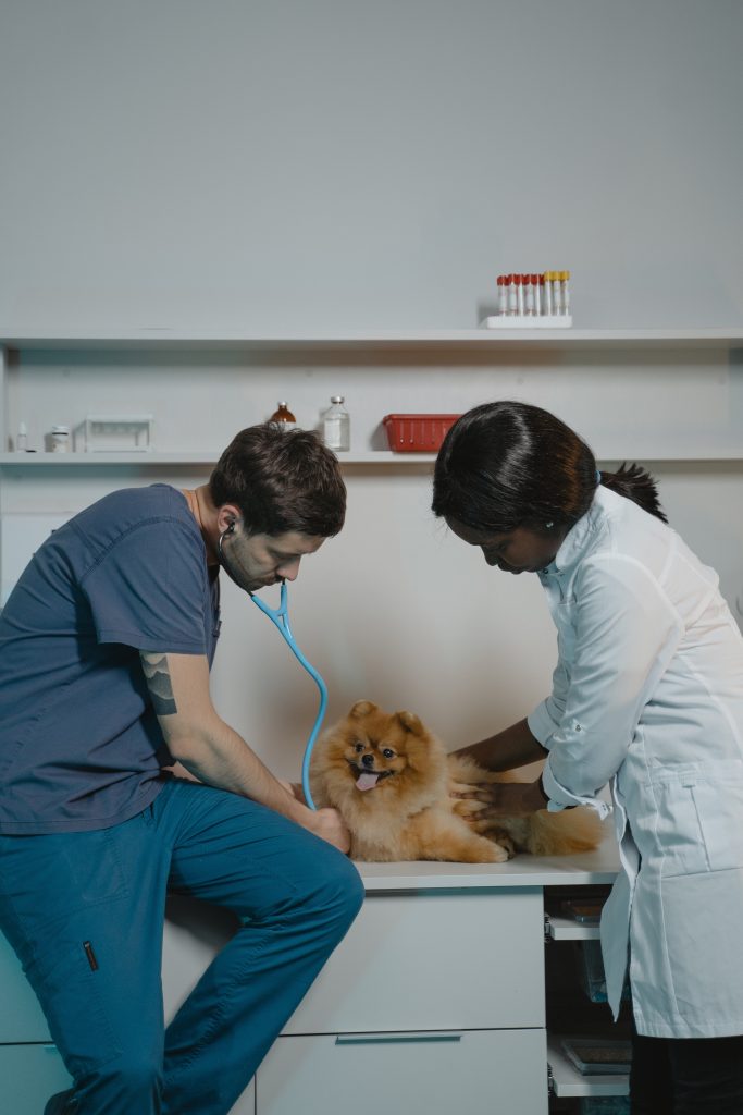 Um homem e uma mulher examinam um cão sobre uma bancada