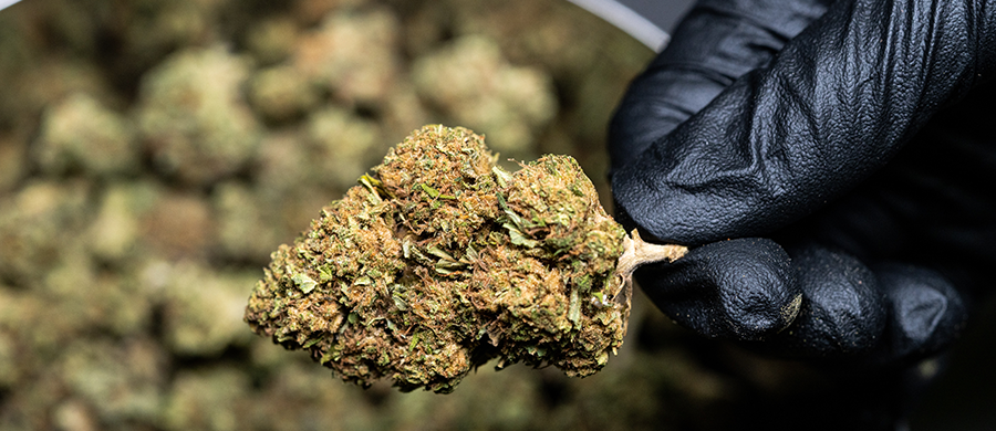 Plano de saúde vai custear tratamento com flores de Cannabis