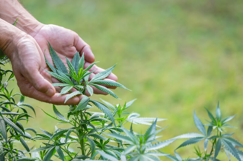 remedio para aneurisma cannabis medicinal