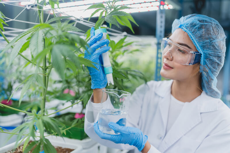 espasmos musculares cannabis