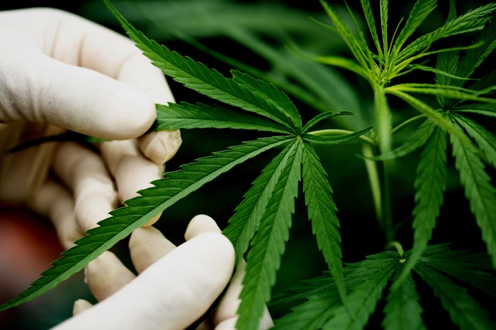 medicina esportiva planta cannabis