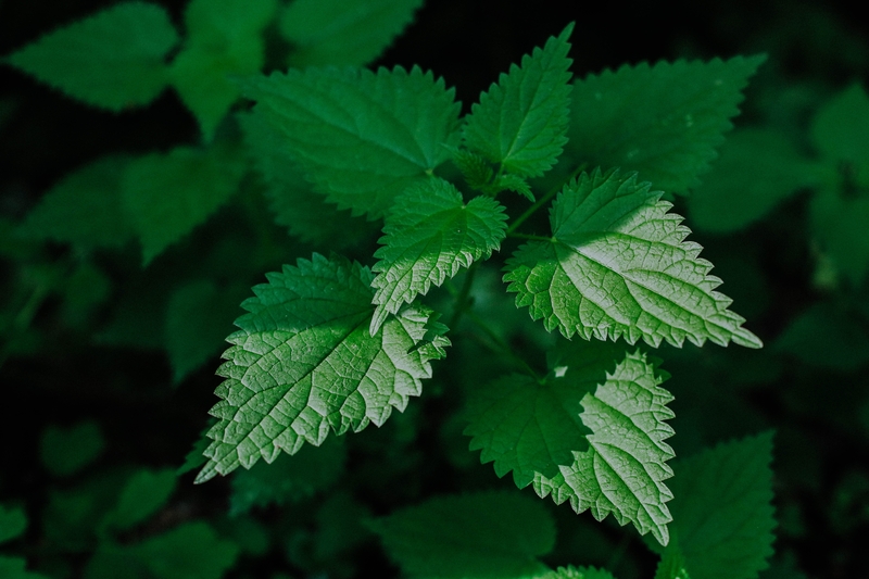 plantas medicinais e fitoterapicos