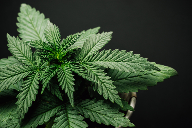 beneficios da cannabis para a saude