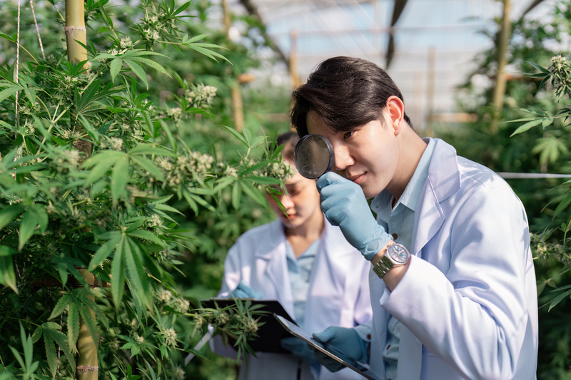 beneficios da cannabis para doencas cronicas