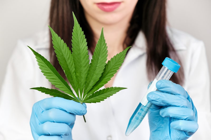 estresse emocional cannabis
