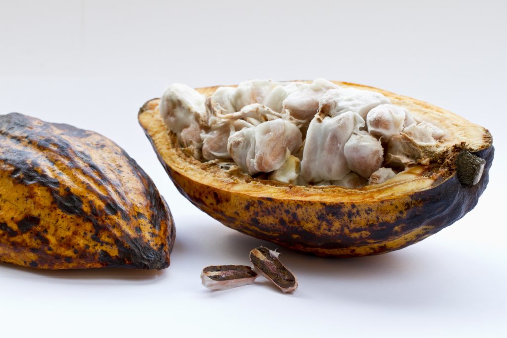 Cacau cortado ao meio e com as sementes expostas