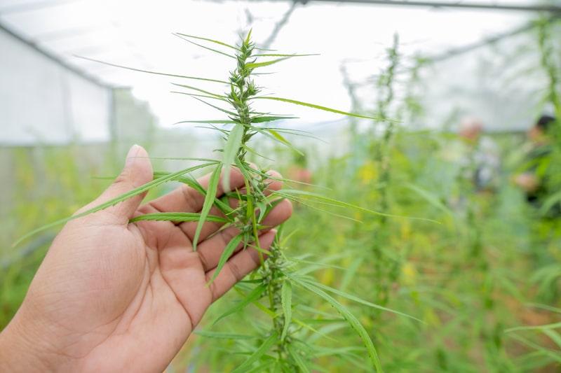 cannabis sativa plantacao