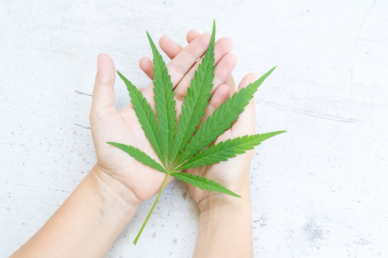 sedacao consciente planta