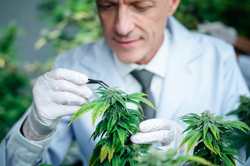 canabidiol tdah planta em laboratorio