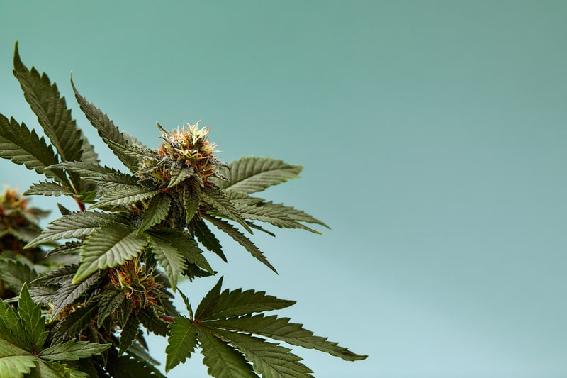 delta 9 thc flor