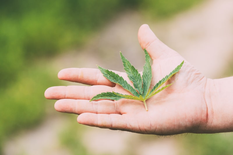 anti inflamatorio folha de cannabis