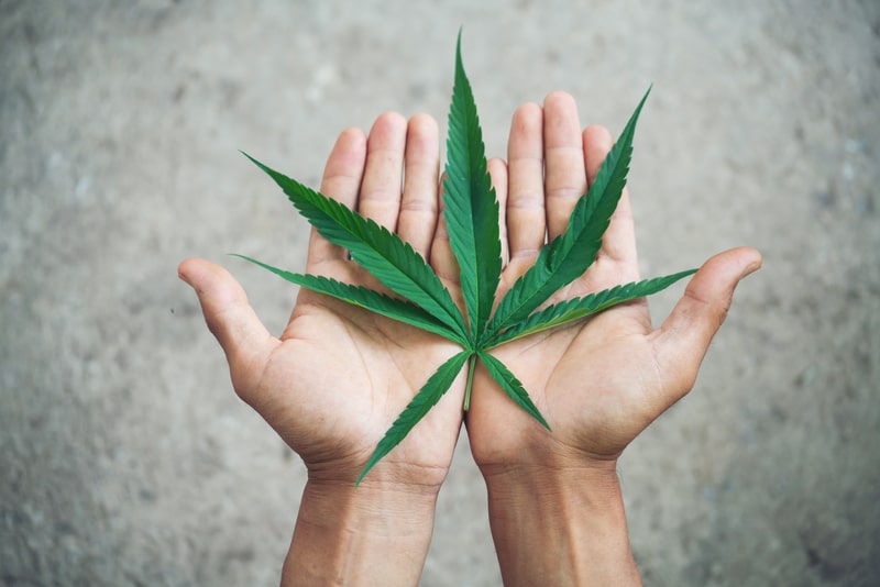 anti inflamatorio planta