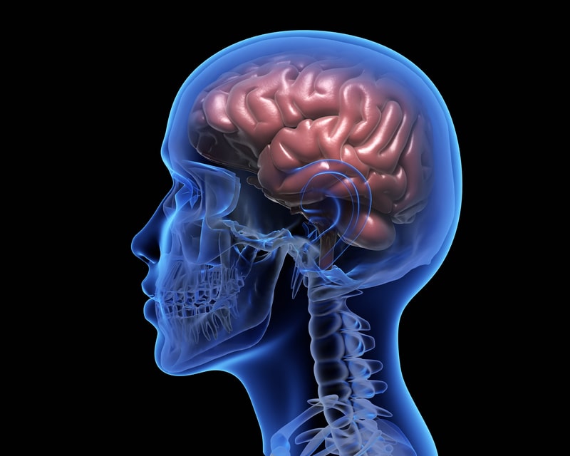 sistema endocanabinoide cerebro