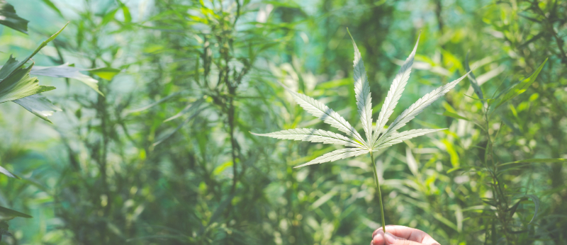 O impasse sobre o cultivo da Cannabis medicinal