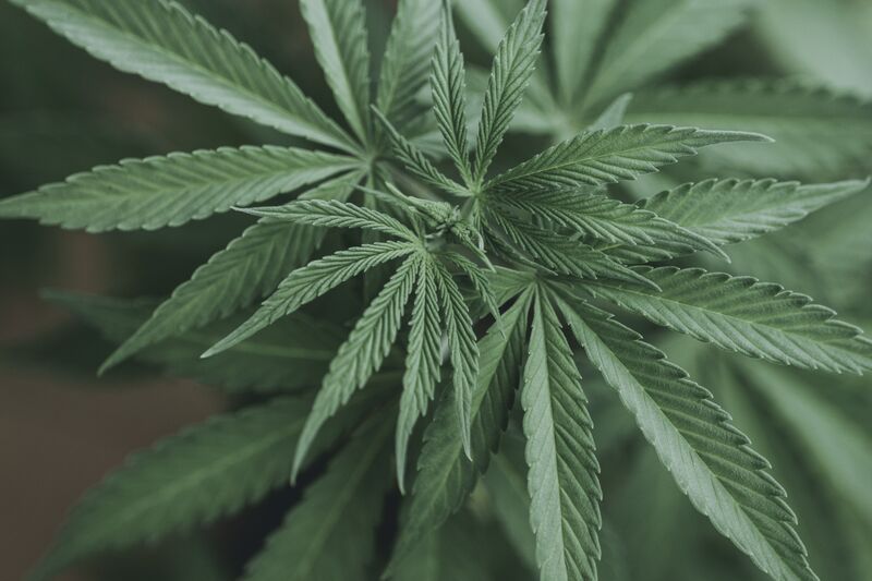 canabigerol planta