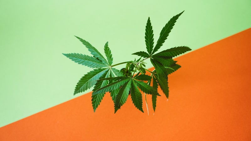 delta 8 thc cbd